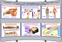картинка (П-1) Основы анатомии и физиологии человека (36)